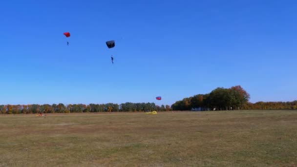 Vele parachutisten landen op de grond — Stockvideo