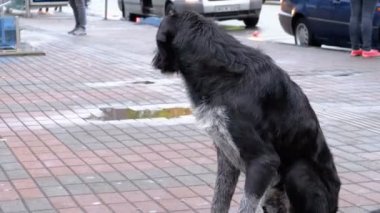 Arabalar ve insanlar geçme arka planı bir şehir sokakta evsiz tüylü köpek