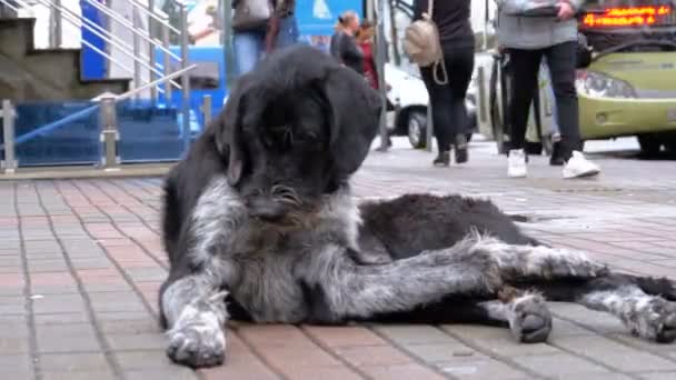 Homeless Shaggy Dog se encuentra en una calle de la ciudad en el contexto de pasar coches y personas — Vídeos de Stock