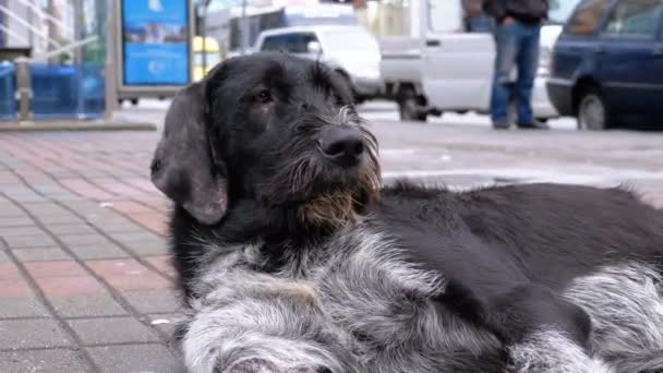 Бездомный лохматый пес лежит на городской улице на фоне проезжающих машин и людей — стоковое видео