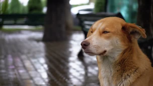 Herumstreunender roter Hund sitzt auf einer Stadtstraße im Regen vor dem Hintergrund vorbeifahrender Autos und Menschen — Stockvideo