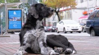 Arka plan geçen arabalar ve insanlar karşı bir şehir sokakta evsiz tüylü köpek yatıyor