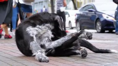 Arka plan geçen arabalar ve insanlar karşı bir şehir sokakta evsiz tüylü köpek yatıyor