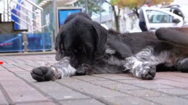 Arka plan geçen arabalar ve insanlar karşı bir şehir sokakta başıboş tüylü köpek yatıyor