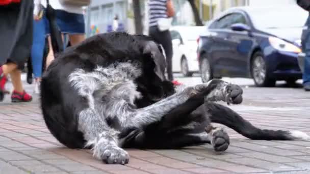 Sem-teto Shaggy Dog encontra-se em uma rua da cidade contra o fundo de passar carros e pessoas — Vídeo de Stock