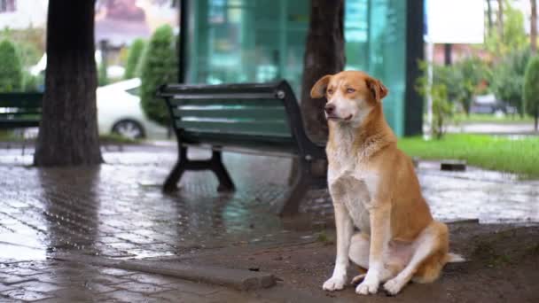 Cão vermelho sem-teto senta-se em uma rua da cidade na chuva contra o fundo de passar carros e pessoas — Vídeo de Stock