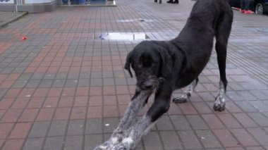 Arabalar ve insanlar geçme arka planı bir şehir sokakta evsiz tüylü köpek