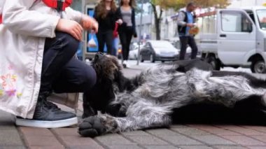 İnsan köpeklere bile geçen arabalar arka plan ve insanlar karşı bir şehir sokakta sevişme