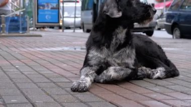 Arka plan geçen arabalar ve insanlar karşı bir şehir sokakta başıboş tüylü köpek yatıyor