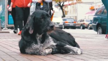 Arka plan geçen arabalar ve insanlar karşı bir şehir sokakta başıboş tüylü köpek yatıyor