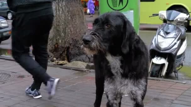 Hemlösa lurvig hund på en stadsgata mot bakgrund av passerande bilar och människor — Stockvideo