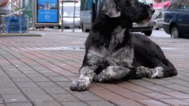 Stray Shaggy Dog encontra-se em uma rua da cidade contra o fundo de passar carros e pessoas — Vídeo de Stock