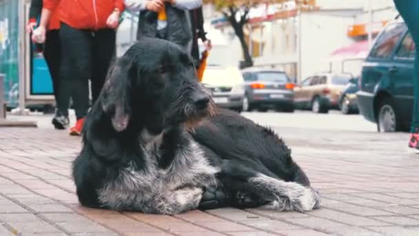 Kóbor bozontos kutya fekszik a város utcája, a háttérben az elhaladó autók és emberek ellen — Stock videók