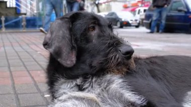 Arka plan geçen arabalar ve insanlar karşı bir şehir sokakta başıboş tüylü köpek yatıyor