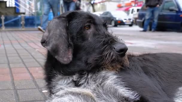 Stray Shaggy Dog encontra-se em uma rua da cidade contra o fundo de passar carros e pessoas — Vídeo de Stock