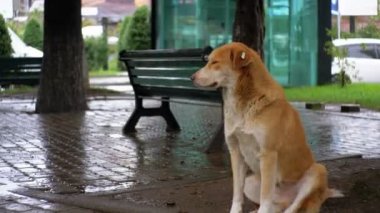 Yağmur arka plan geçen arabalar ve insanlar karşı bir şehir sokakta evsiz Red Dog oturur