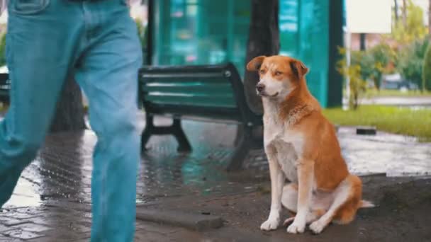 Perro Rojo callejero se sienta en una calle de la ciudad bajo la lluvia contra el trasfondo de pasar automóviles y personas — Vídeo de stock