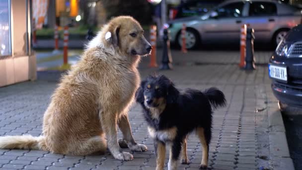 Two Homeless Dog Senta Passeio Noite Fundo Passing Cars People — Vídeo de Stock