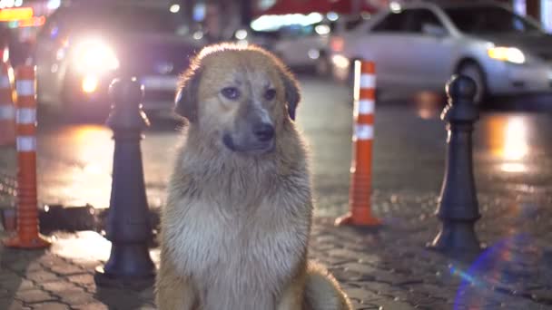 Straßenhund sitzt nachts auf einer Straße in der Stadt vor vorbeifahrenden Autos und Menschen — Stockvideo