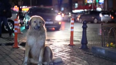 Evsiz köpek gece arabalar ve insanlar geçme arka plan üzerinde bir şehir sokakta oturuyor