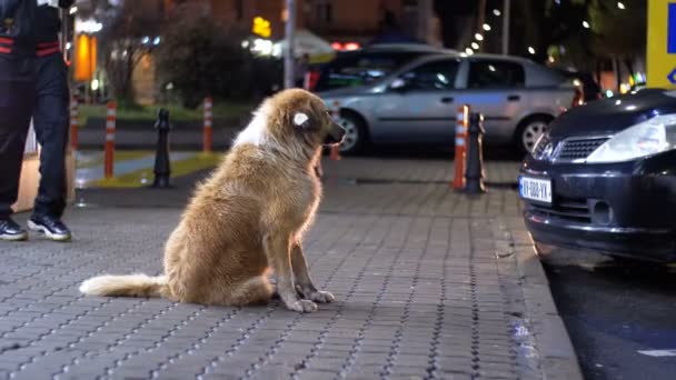 Бездомная собака сидит на городской улице ночью на фоне проезжающих машин и людей — стоковое видео