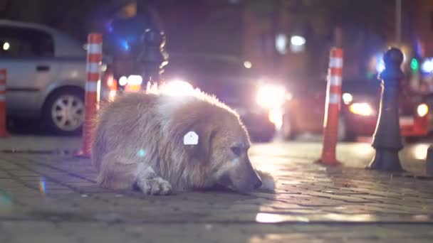 Бродячая собака лежит на городской улице ночью на фоне проезжающих машин и людей — стоковое видео