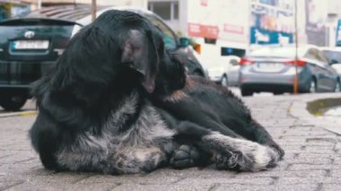Arka plan geçen arabalar ve insanlar karşı bir şehir sokakta evsiz tüylü köpek yatıyor