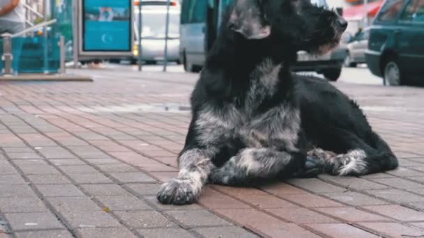 Hemlösa lurvig hund ligger på en stadsgata mot bakgrund av passerande bilar och människor — Stockvideo