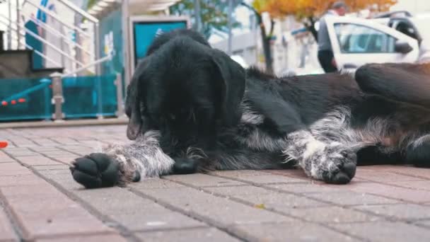 Hajléktalan bozontos kutya fekszik a város utcája, a háttérben az elhaladó autók és emberek ellen — Stock videók
