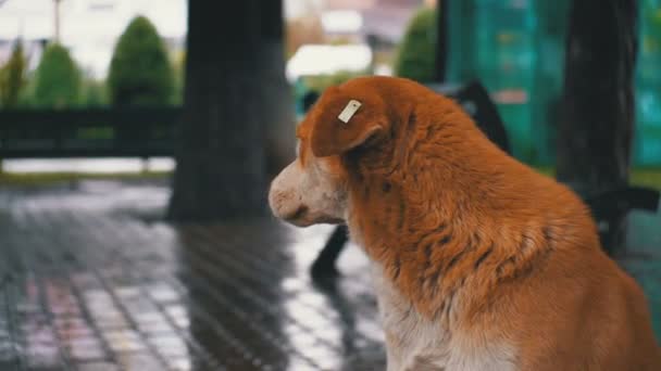 Stray Red Dog senta-se em uma rua da cidade em chuva contra o fundo de passar carros e pessoas — Vídeo de Stock