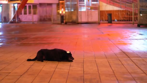 Perro callejero negro en un parque de diversiones por la noche comiendo comida en la calle — Vídeo de stock