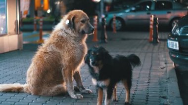 İki evsiz köpek bir kaldırımda gece arabalar ve insanlar geçme zemin üzerine oturur. İki terk edilmiş siyah ve kırmızı sokak köpeği şehir sokakta oturuyor.