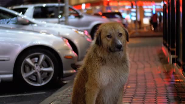 Perro sin hogar se sienta en una calle de la ciudad por la noche en el fondo de pasar coches y personas — Vídeo de stock