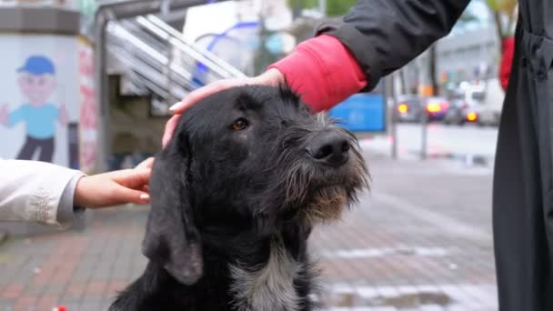 Pessoas acariciando um cão vadio em uma rua da cidade contra o fundo de passar carros e pessoas — Vídeo de Stock
