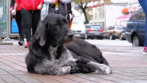 Homeless Shaggy Dog se encuentra en una calle de la ciudad en el contexto de pasar coches y personas — Vídeos de Stock