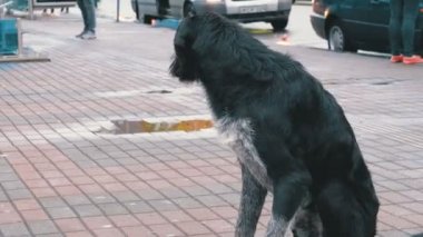 Arabalar ve insanlar geçme arka planı bir şehir sokakta evsiz tüylü köpek
