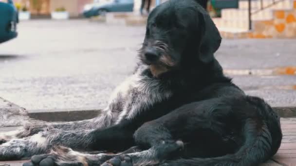 Stray Shaggy Dog encontra-se em uma rua da cidade contra o fundo de passar carros e pessoas — Vídeo de Stock