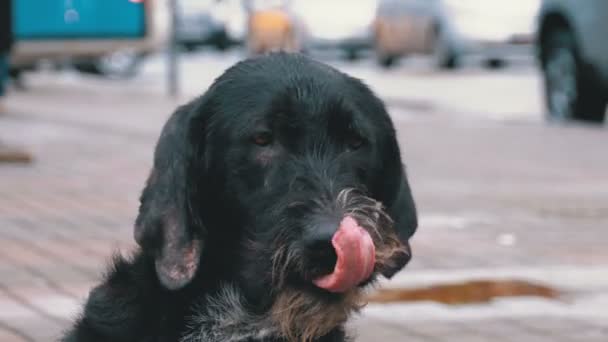 Obdachloser zotteliger Hund auf einer Stadtstraße vor dem Hintergrund vorbeifahrender Autos und Menschen — Stockvideo