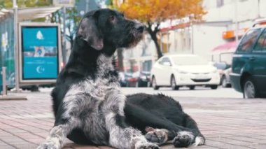 Arka plan geçen arabalar ve insanlar karşı bir şehir sokakta başıboş tüylü köpek yatıyor