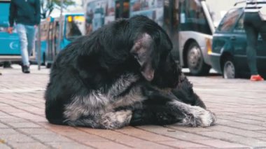 Arka plan geçen arabalar ve insanlar karşı bir şehir sokakta evsiz tüylü köpek yatıyor