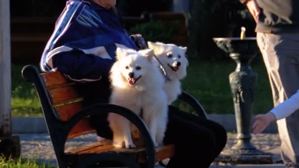 Dva bílé psy sedět s postarší majitel na lavičce v parku. Dítě si hraje s psy — Stock video
