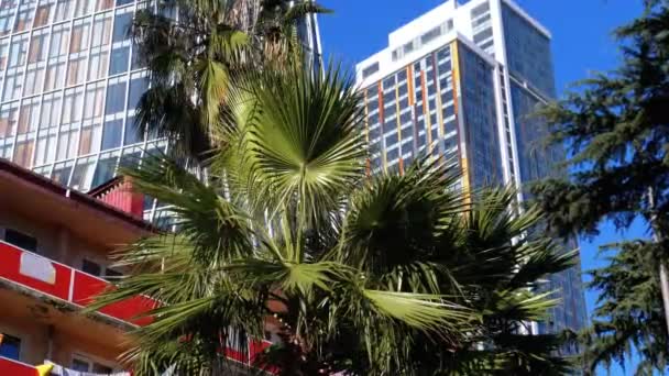 Palm Trees on the Background of Skyscrapers and Hotels in the Resort Town — Stok Video