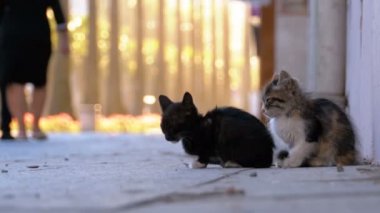 İki evsiz kedi kaldırımda, insanlar geçip oturuyor