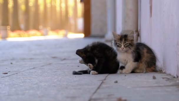 都市の路上ホームレス 2 匹の子猫 — ストック動画
