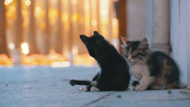 Dos gatitos sin hogar en la calle de la ciudad — Vídeos de Stock