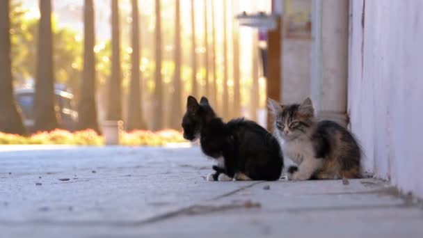 Dos gatitos callejeros en la calle de la ciudad — Vídeos de Stock