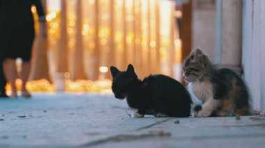 İki evsiz kedi kaldırımda, insanlar geçip oturuyor
