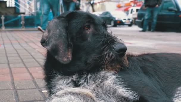 Senzatetto Shaggy Dog si trova su una strada della città sullo sfondo di auto e persone di passaggio — Video Stock
