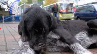 Arka plan geçen arabalar ve insanlar karşı bir şehir sokakta evsiz tüylü köpek yatıyor