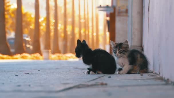 Two Homeless Kittens on the Street of the City